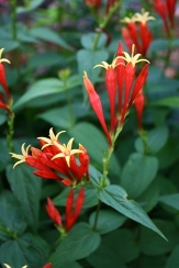 Native Plants copyright � almostedenplants.com
